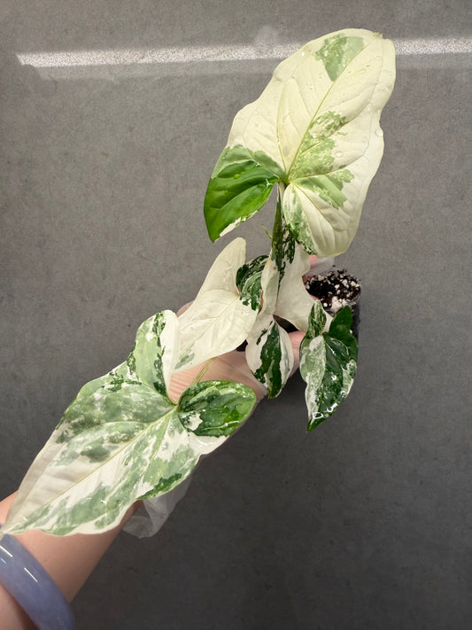 🌿Syngonium podophyllum 'Albo Variegata'