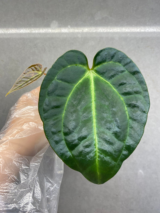 🌿 Anthurium regale