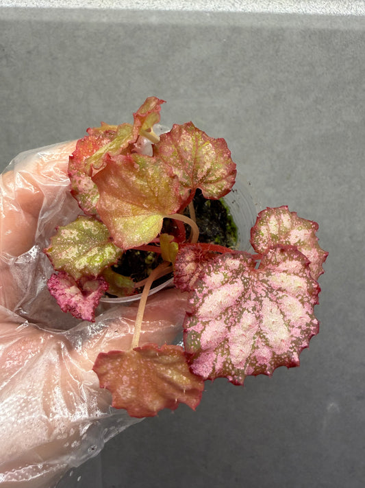🌿Begonia ‘Pink Panther’