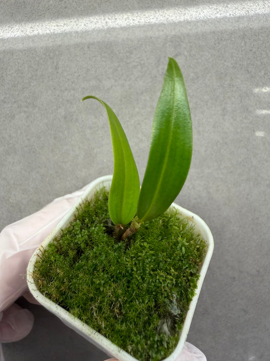 🌱Bulbophyllum nabawanense