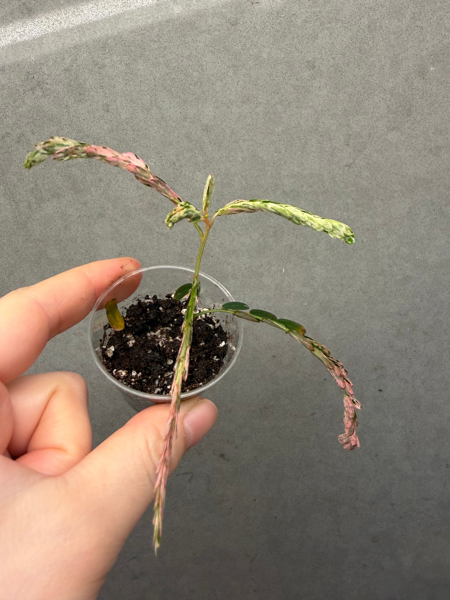 🌸Phyllanthus Urinaria Pink Variegated