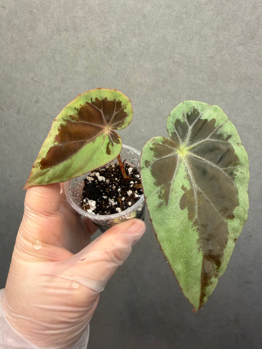 🌙 Begonia Burkillii Green Form ‘Half Moon’