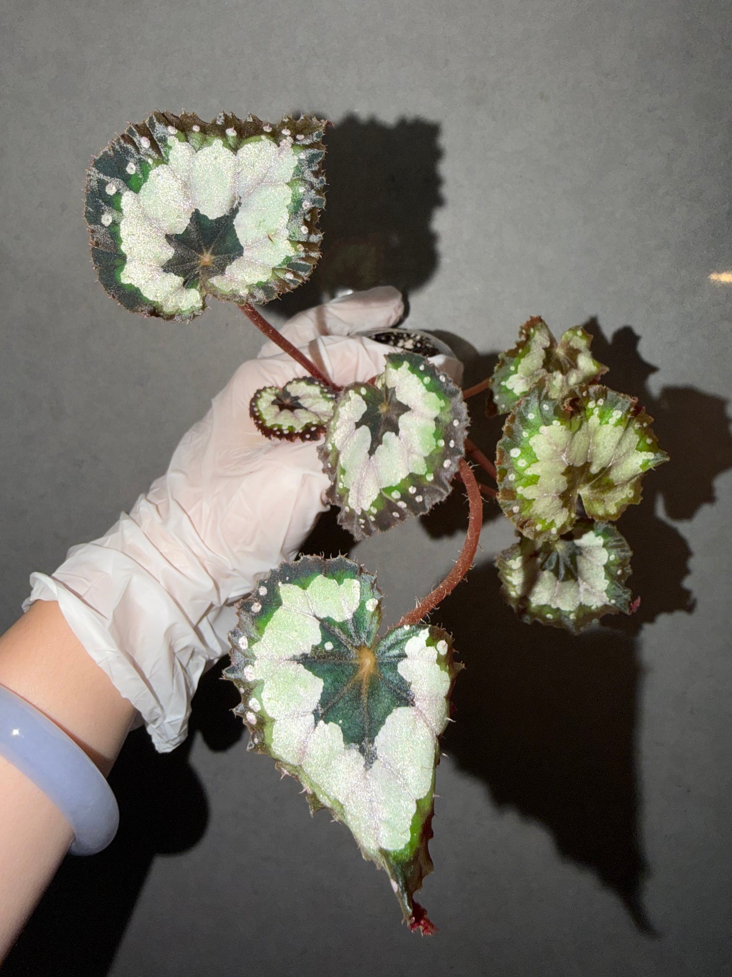 🌿 Begonia 'Dolce Vita'