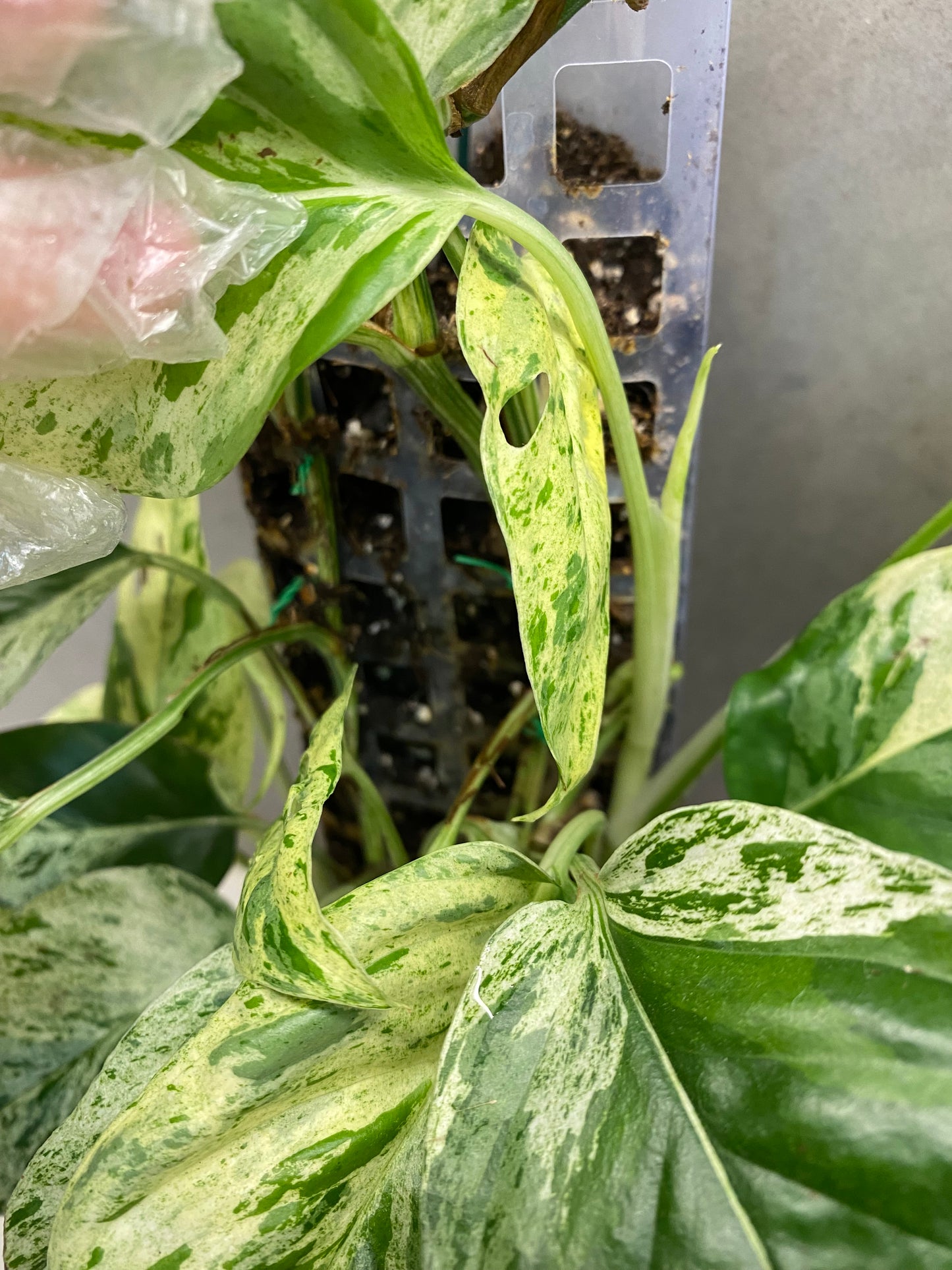 🌿 Epipremnum pinnatum 'Marble' – GTA only