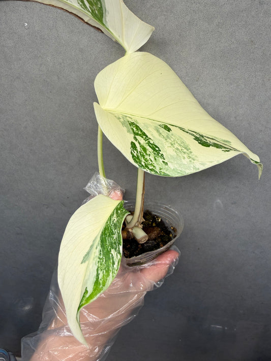 🌟Monstera Albo