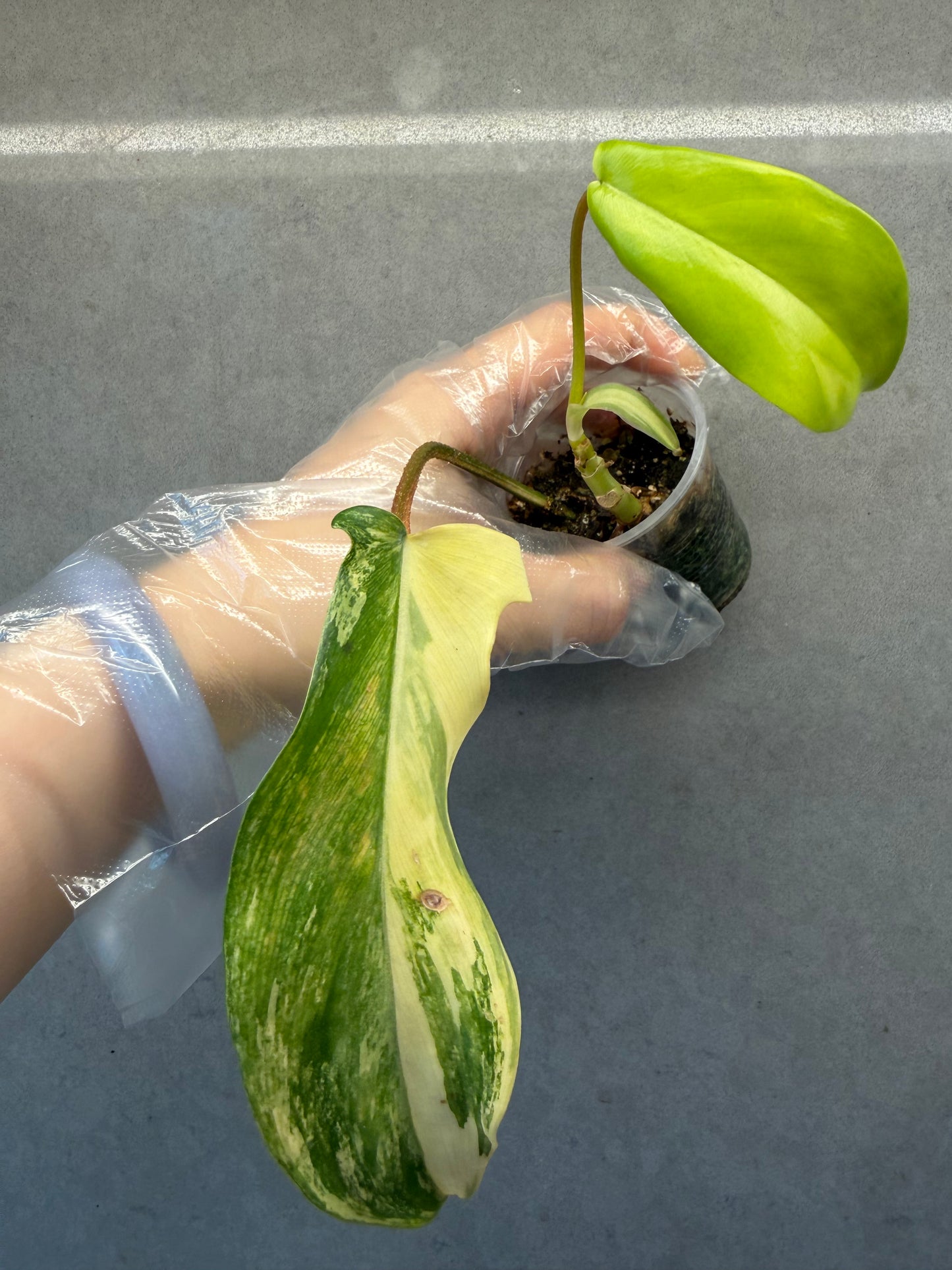 🌿Philodendron Florida Beauty