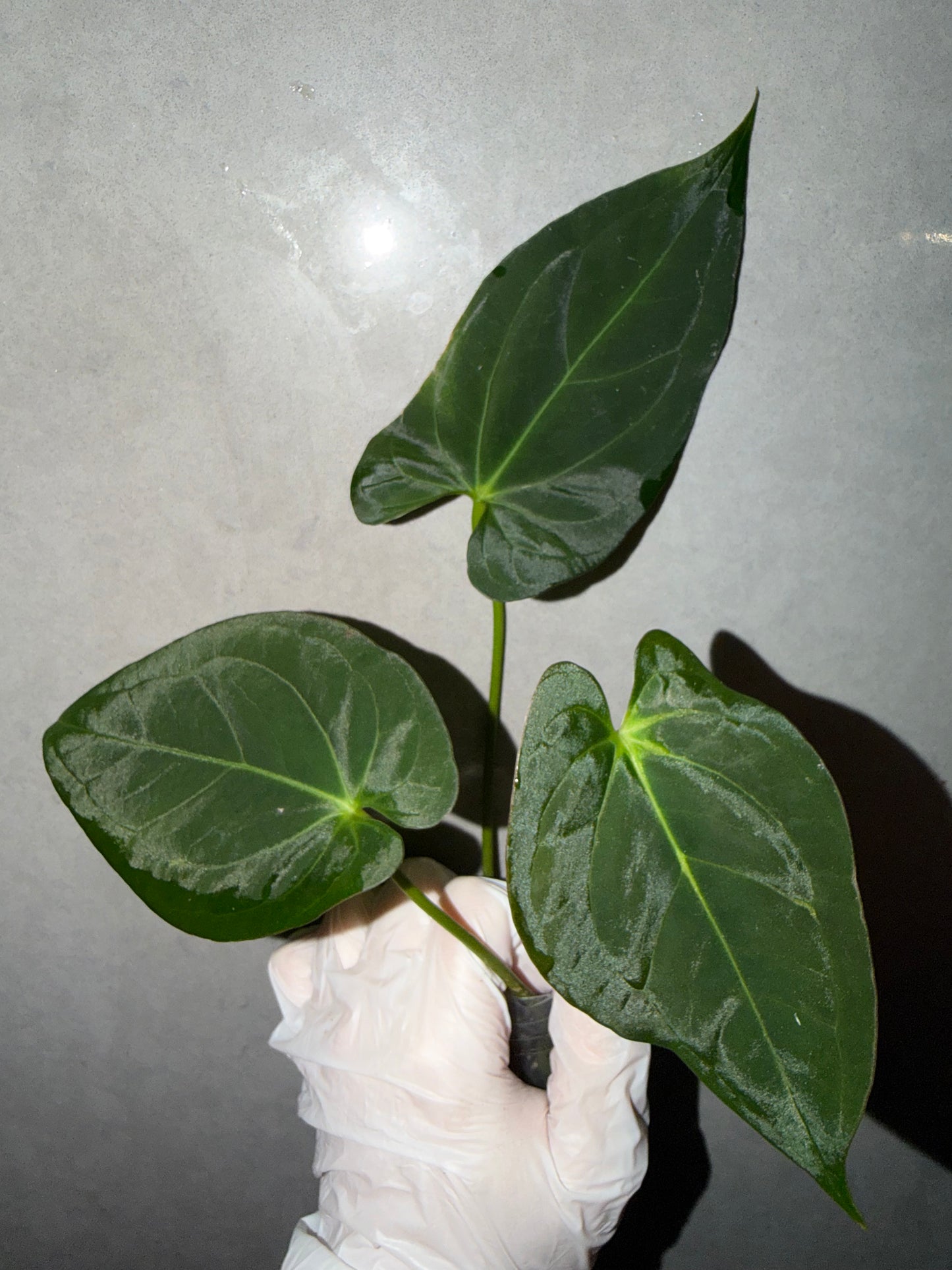 🌿Anthurium Aos* Papi