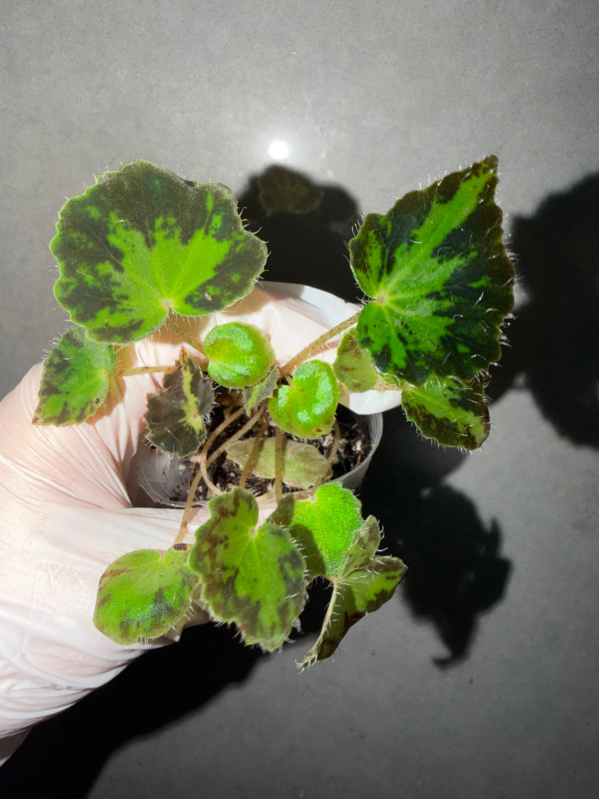 🌿Begonia rhizomatous ’Spotlight‘
