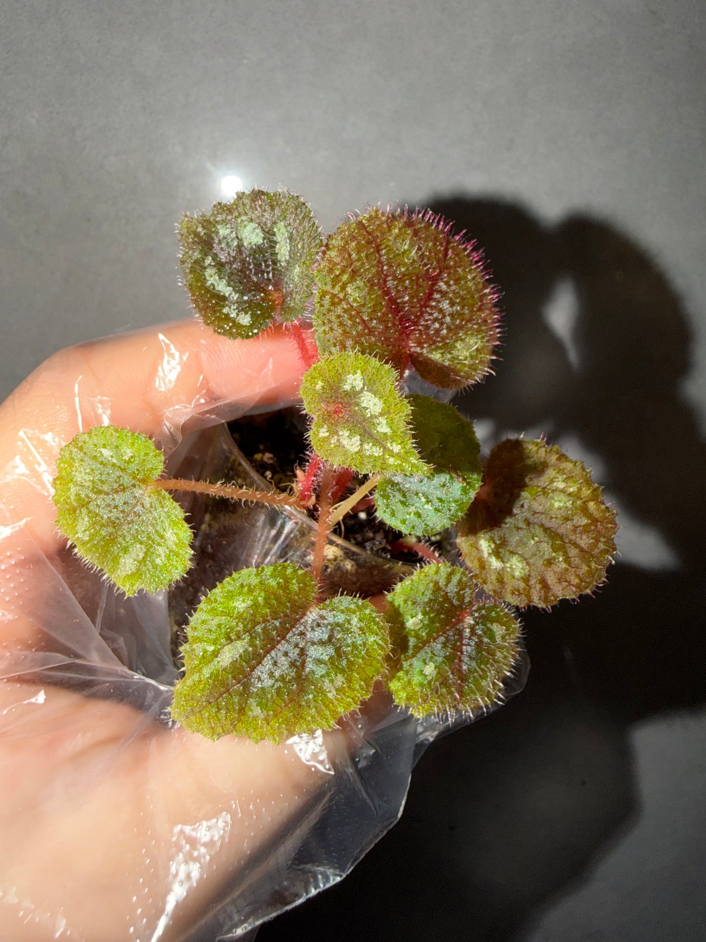 🌿Begonia picturata