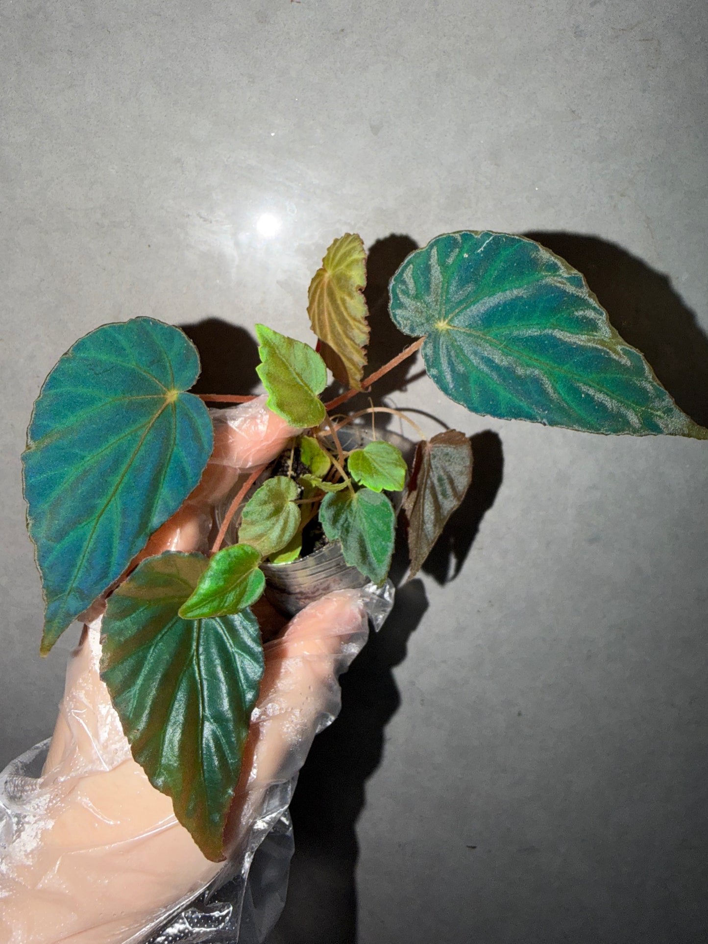 🦚 Begonia Pavonina（two plants）