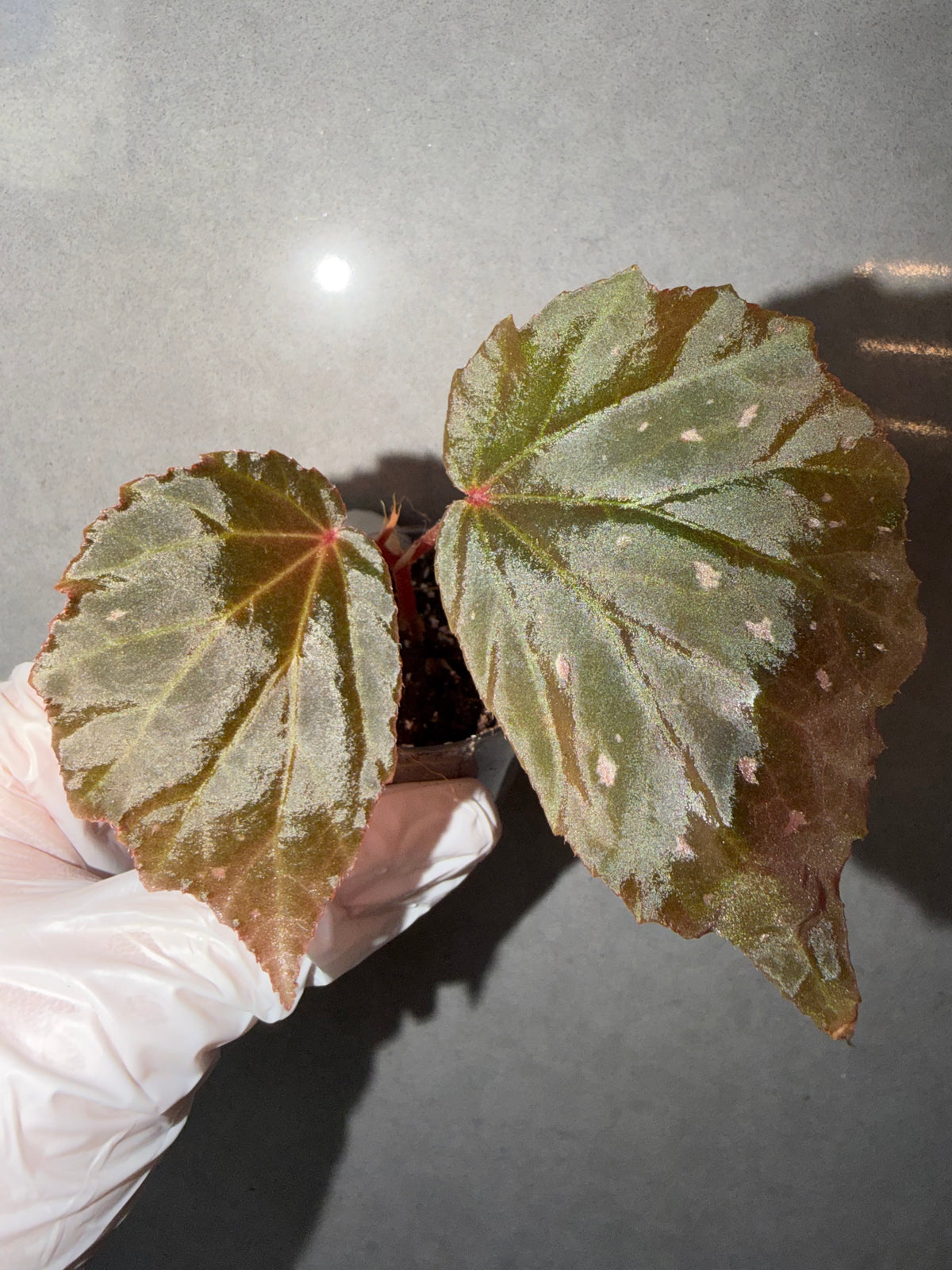 Begonia 5 Combo：Darthvaderiana（Green Spot）➕ hybrid ‘Blue-Green’➕ Black Bat➕ polilloensis x rajah➕ burkillii green form
