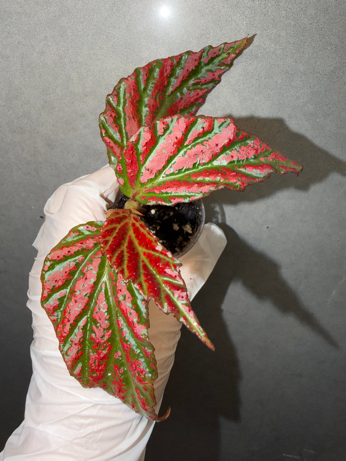 🌿Begonia sp. “Sabah Pink”