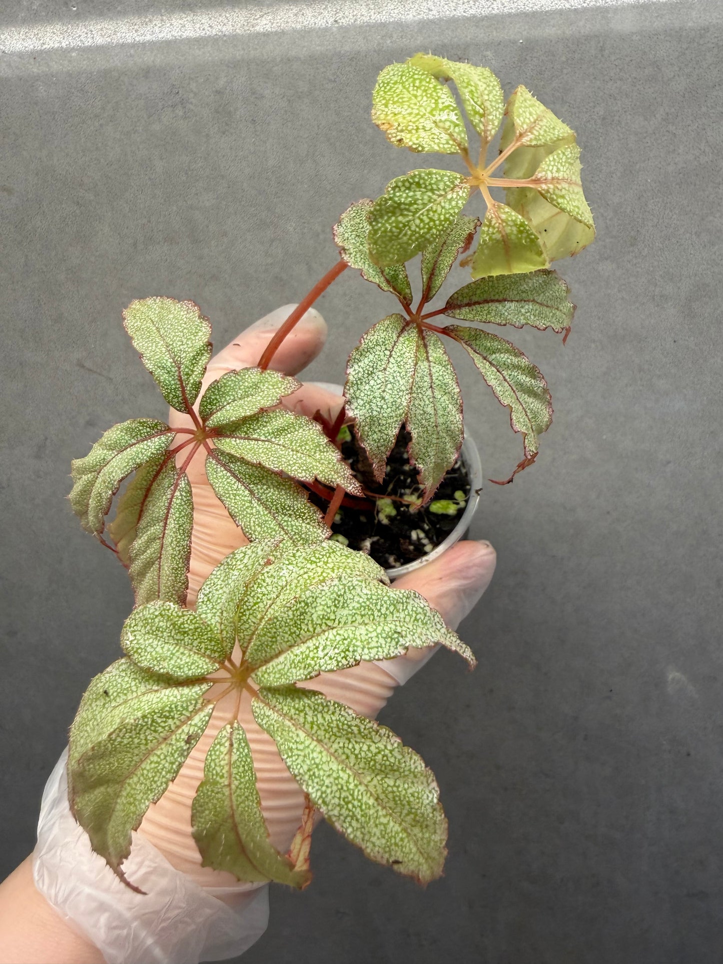 ✨ Begonia ‘Frost Star’