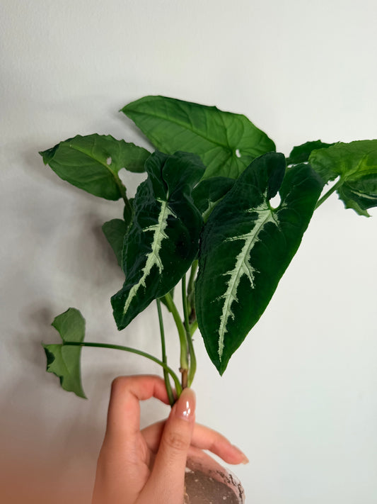 Syngonium wendlandii