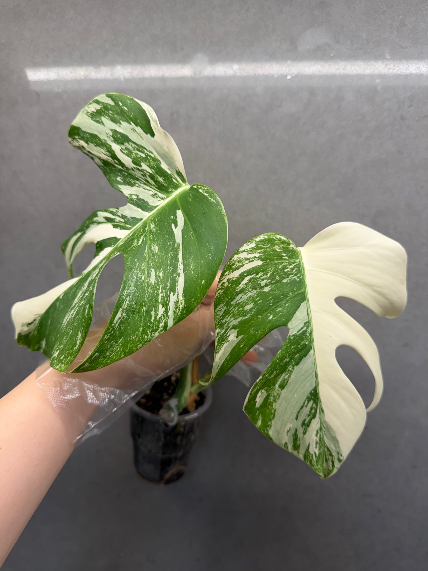 🌿 Monstera Albo
