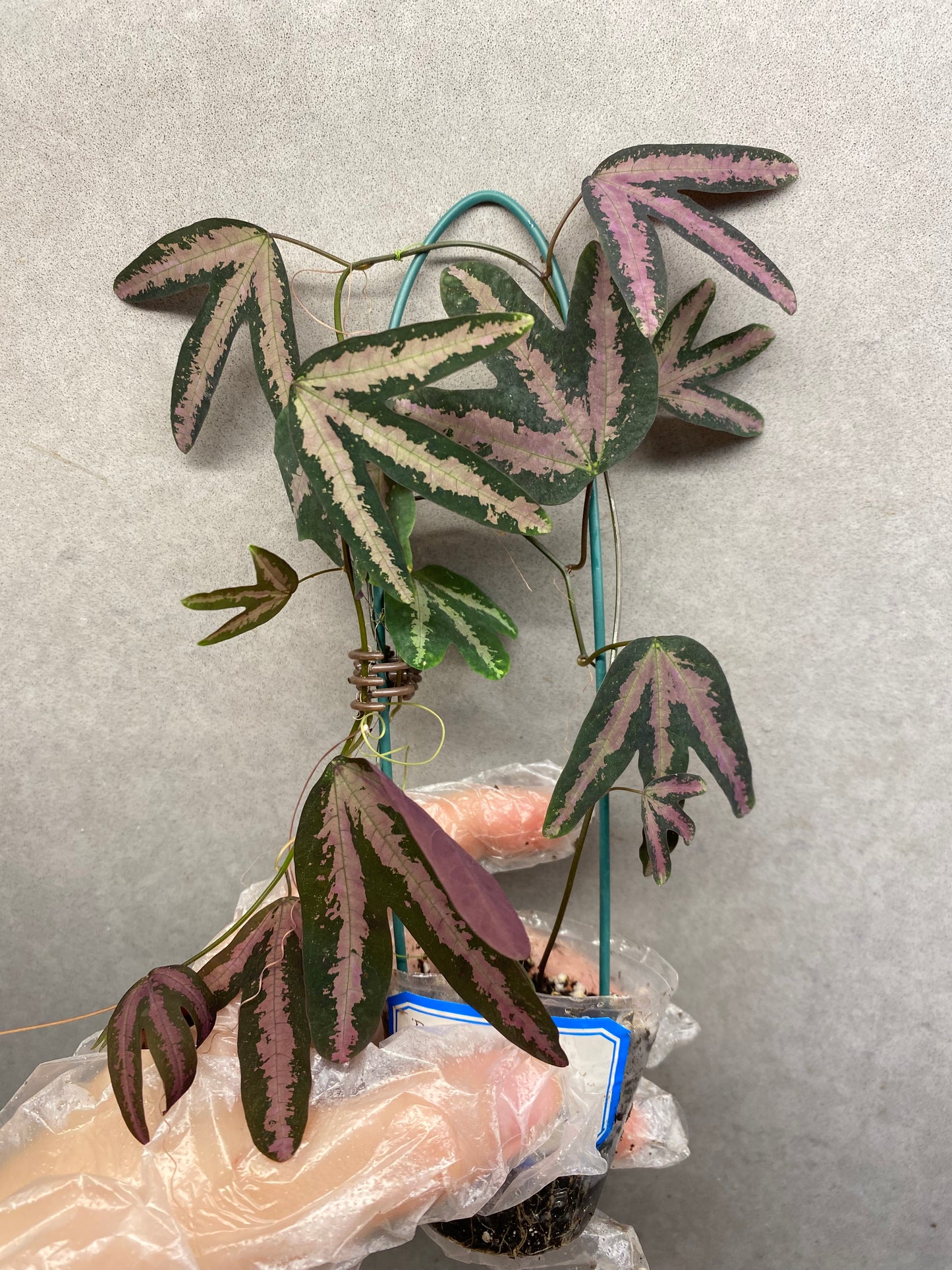🌿 Passiflora trifasciata 