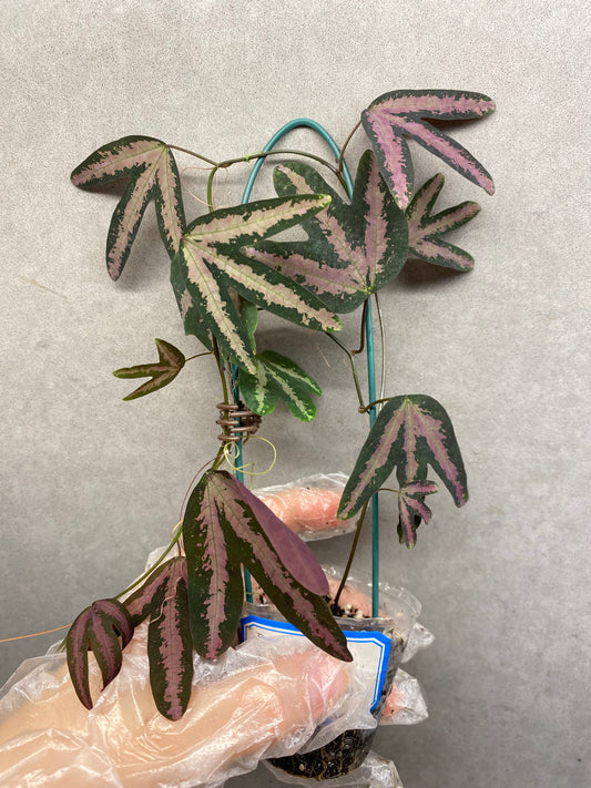 🌿 Passiflora trifasciata 