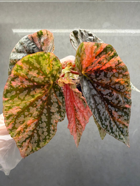 🌸Begonia snow-capped pink var