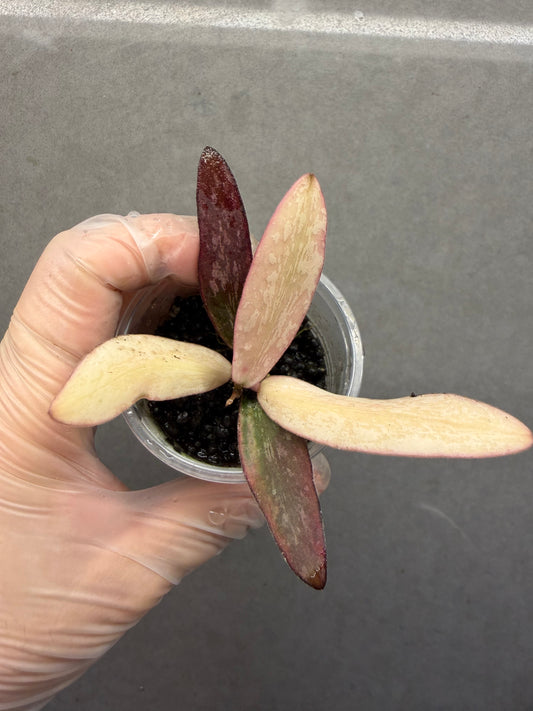 🌿Hoya Sigillatis Outer Var.