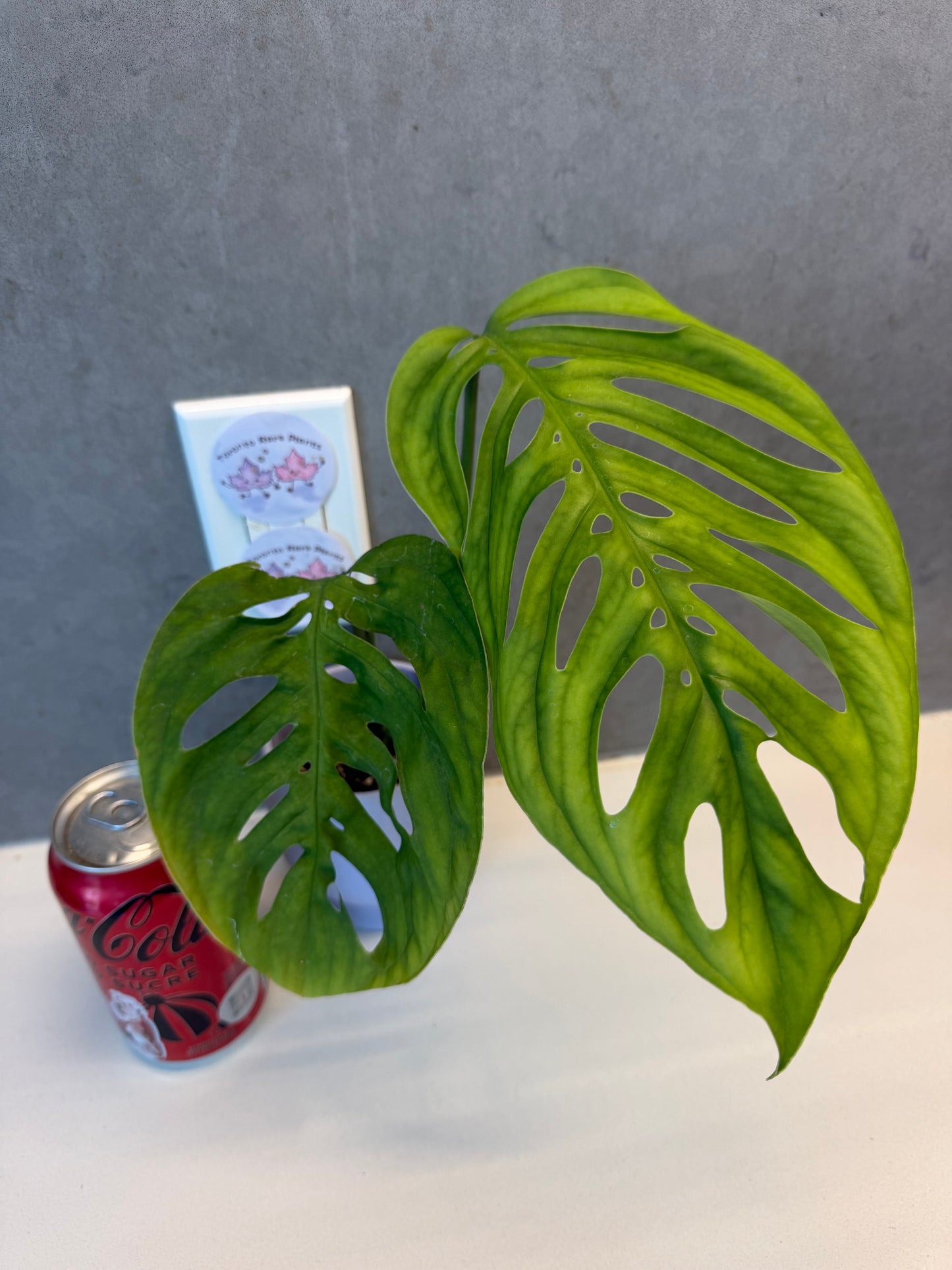 🌿Monstera esqueleto