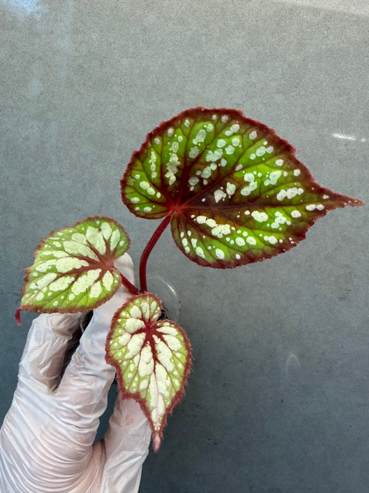 🍵 Begonia ‘Matcha Chocolate’
