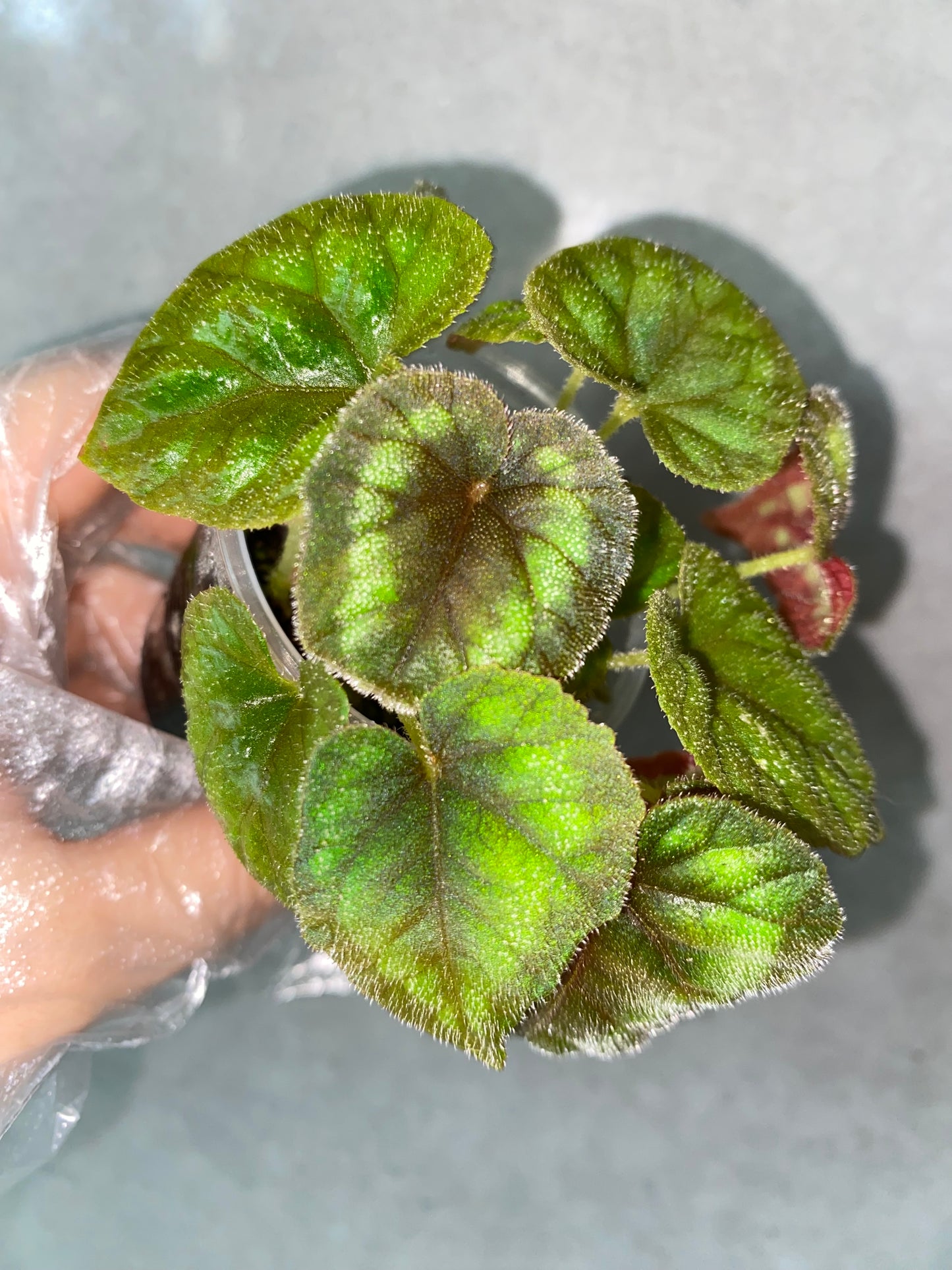 🌿 Begonia cathayana