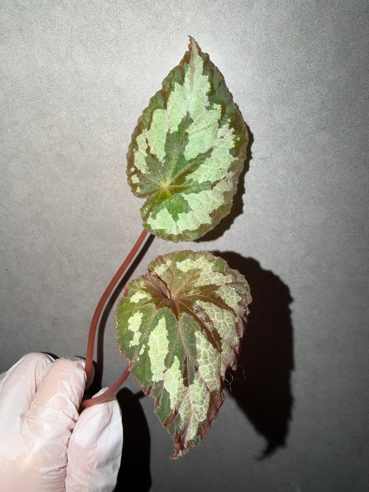 🌿Begonia sp. Yunnan ✨