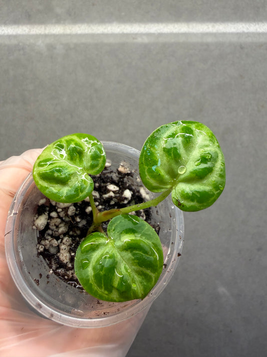 🌿 Anthurium Dorayaki