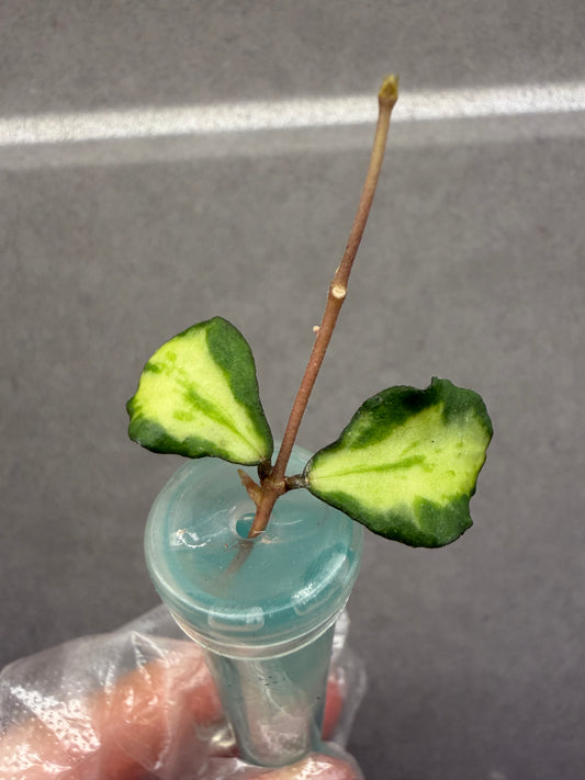 🌿Hoya Kanyakumariana Var