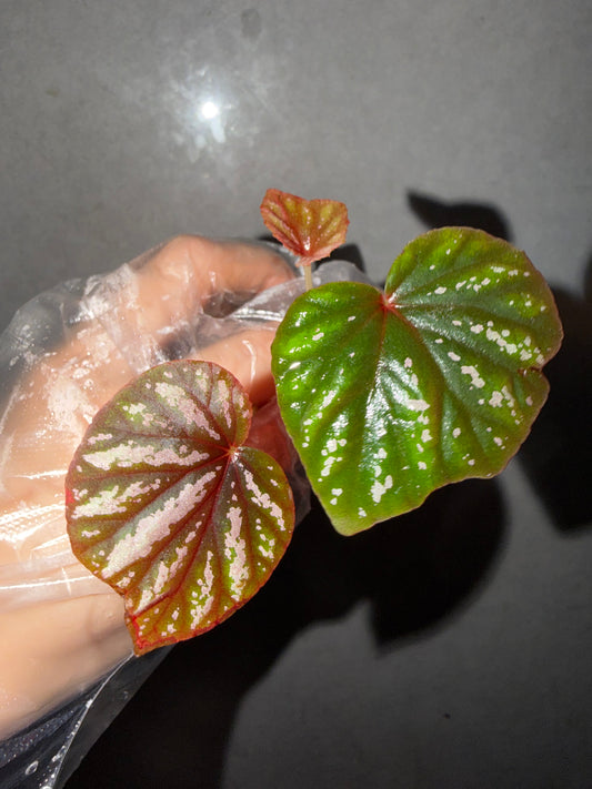 🌿 Begonia 'Candy Stripe'
