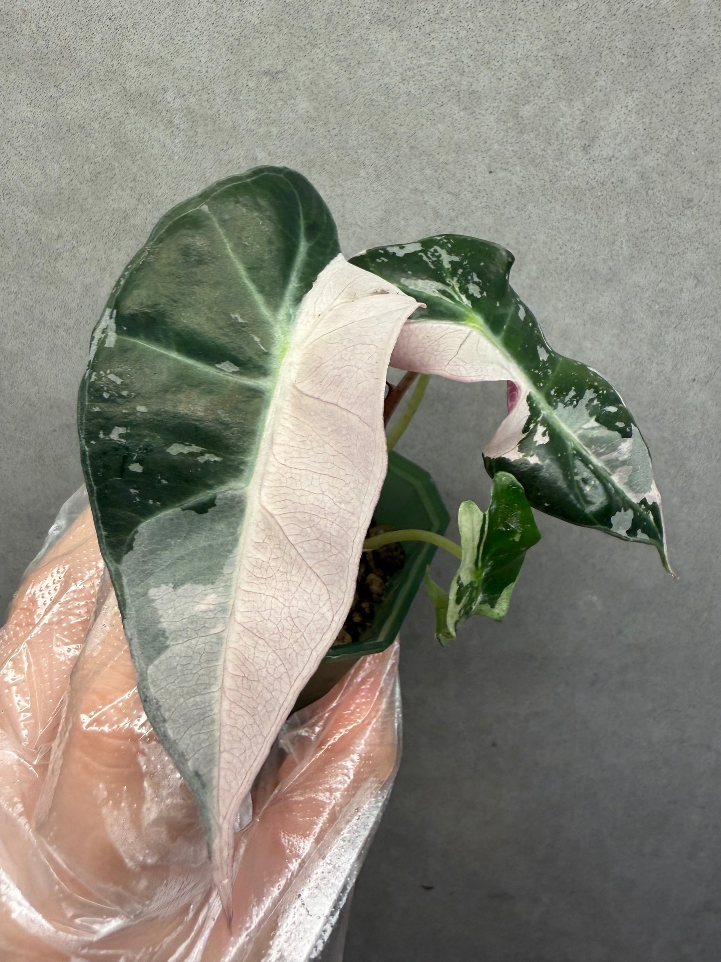 🌸Alocasia Polly Pink Variegated