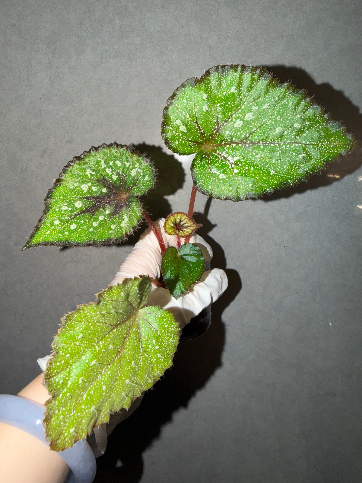 🌿Begonia ’Morning Dew‘