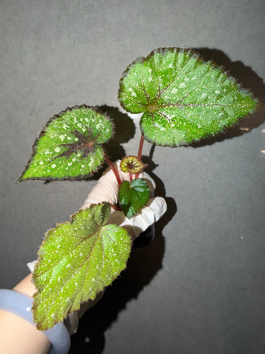 🌿Begonia ’Morning Dew‘