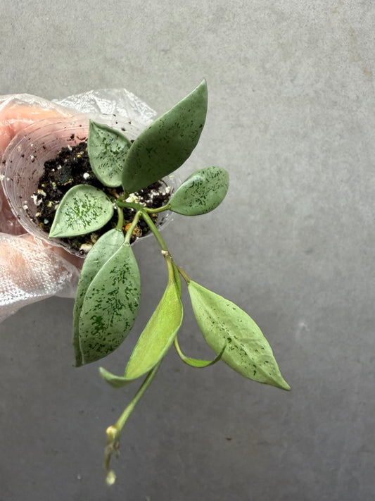 🌿Hoya Lacunosa Leopard skin