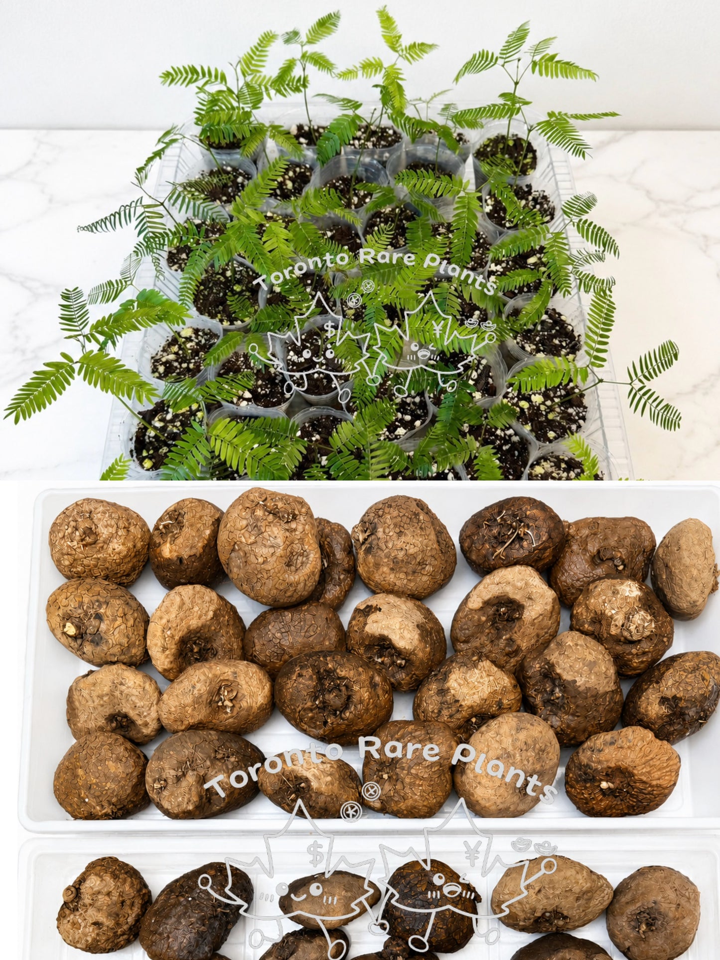 🌿 Cojoba arborea ➕Stephania cepharantha caudex （7–8 cm）Combo