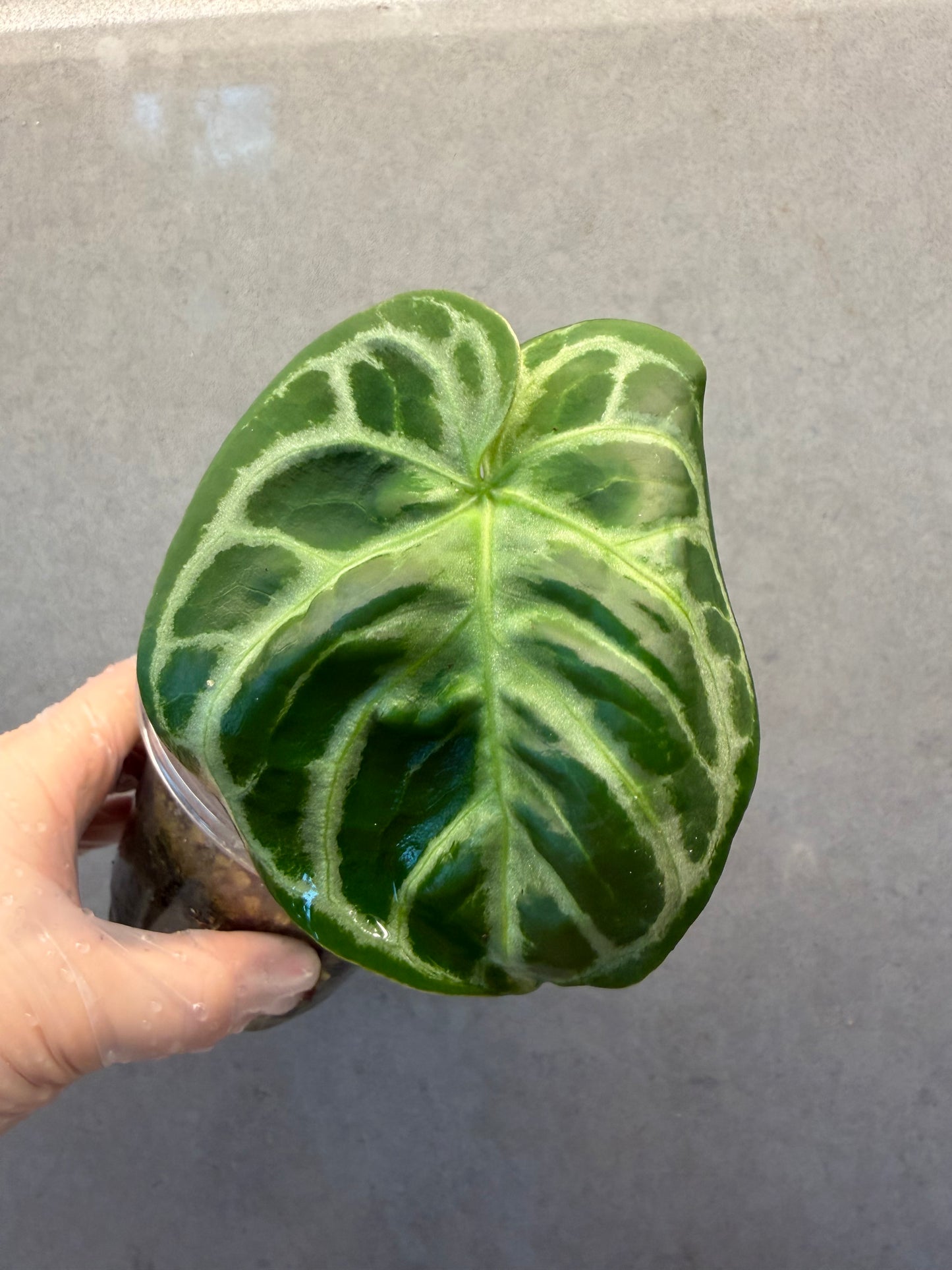 🌿 Anthurium Dorayaki