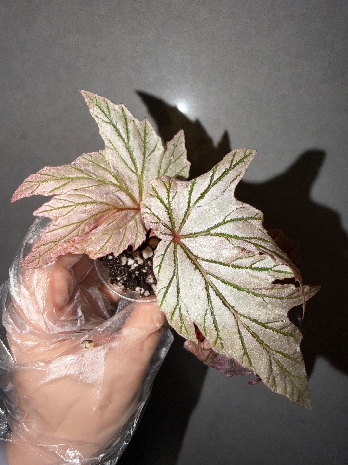 🌿Begonia Lamoon