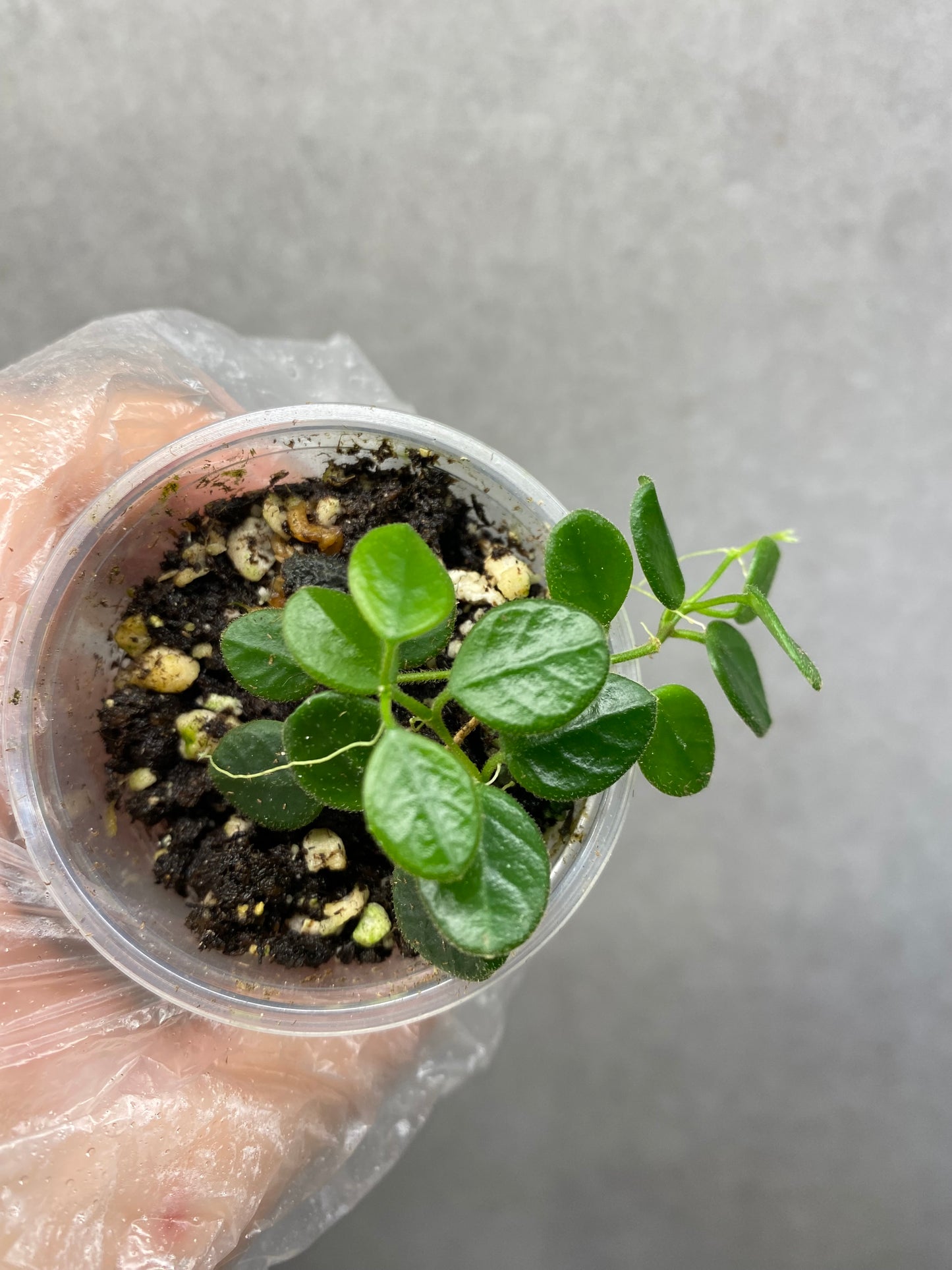 🌿 Hoya tengchongensis