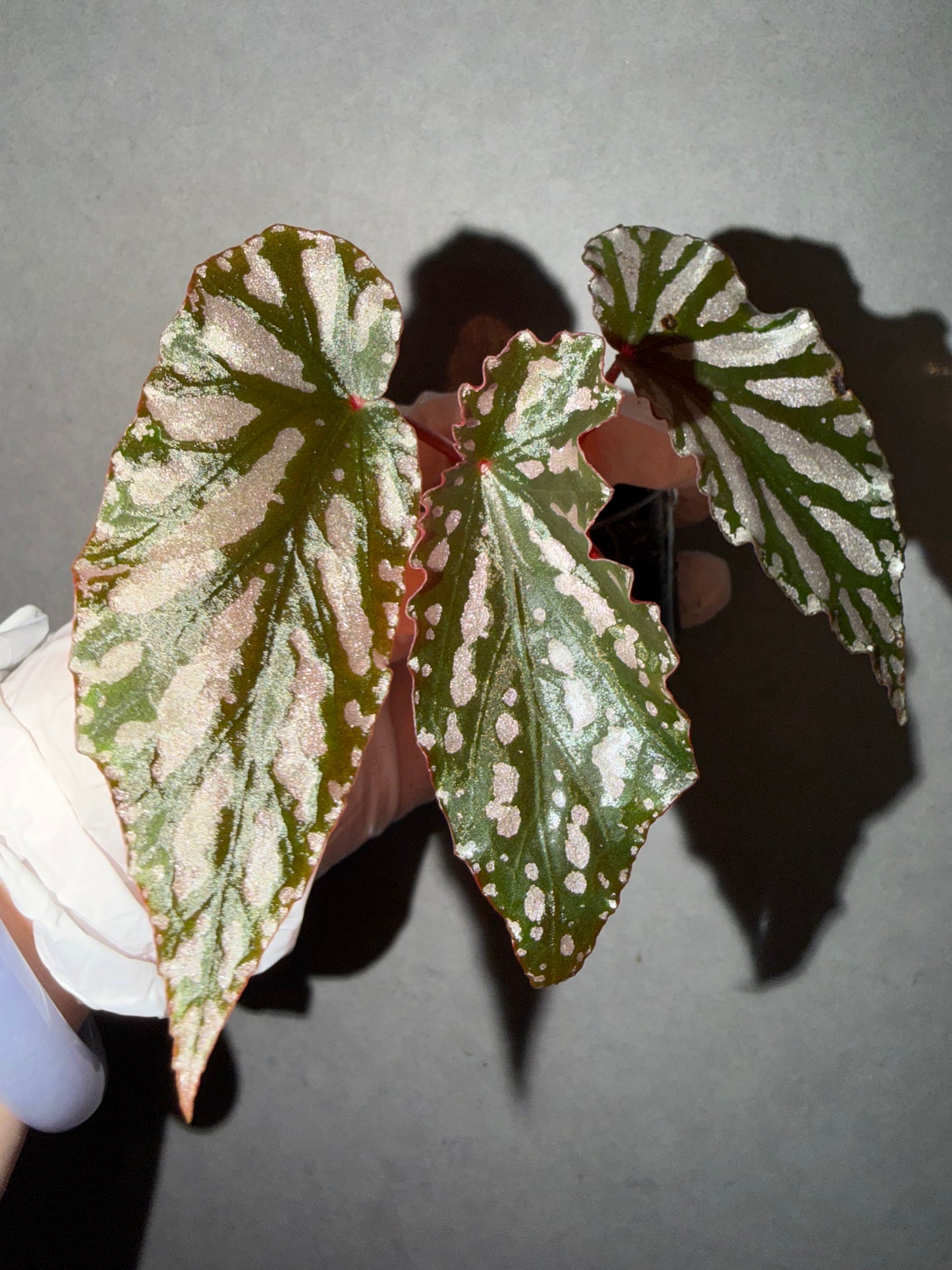 🌿 Begonia 'Down Home'