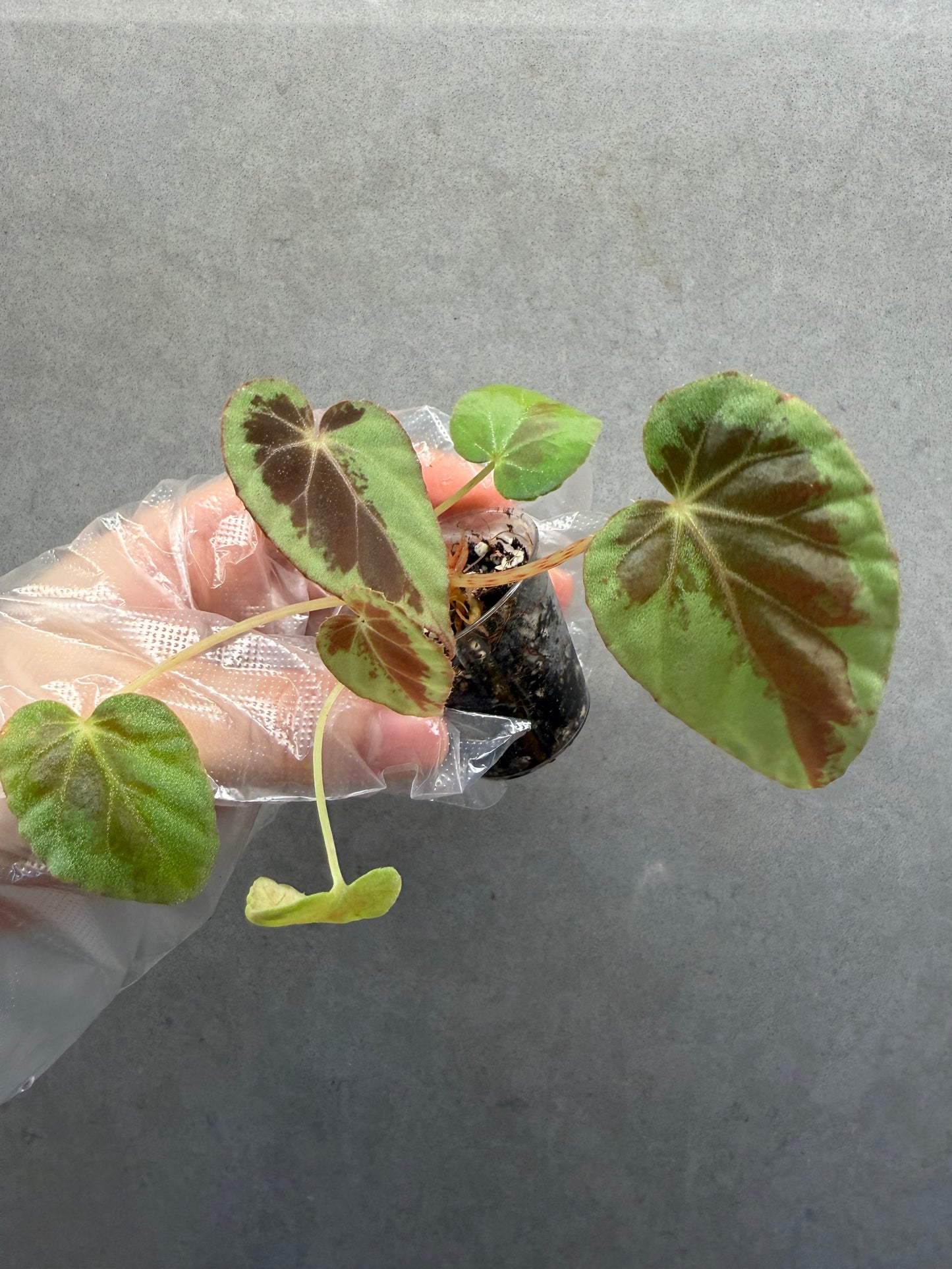 🌙 Begonia Burkillii Green Form ‘Half Moon’