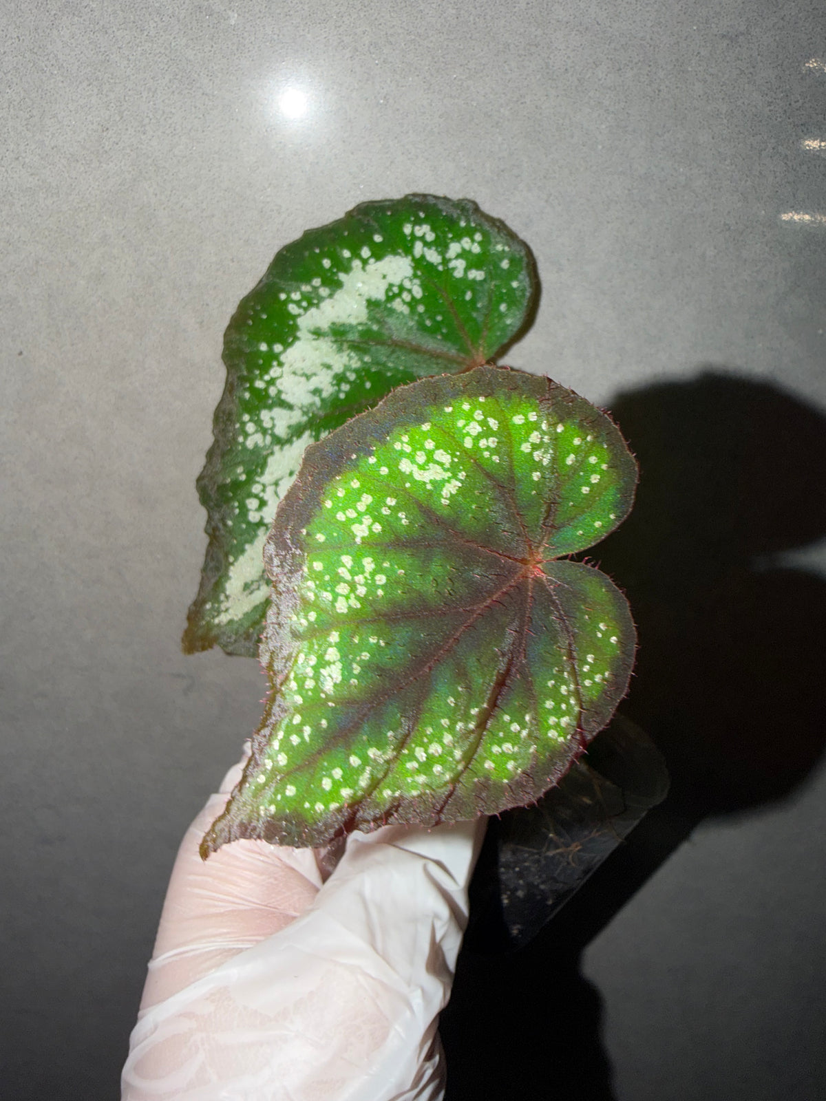 🌿Begonia ’Helen Lewis‘