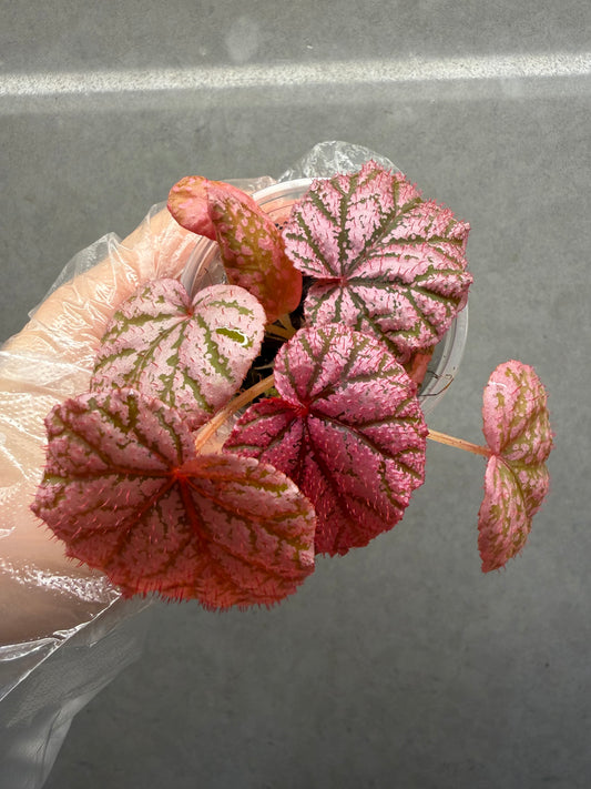🌿 Begonia 'Tingley Mallet'