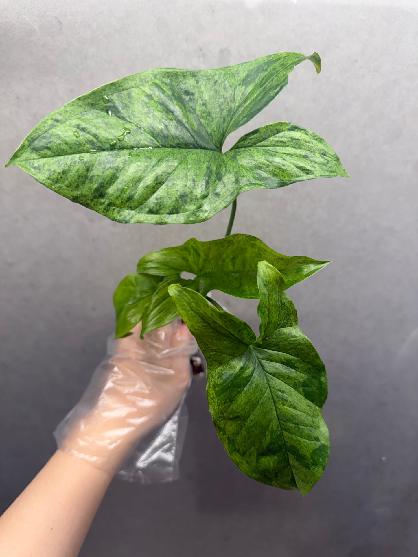 Syngonium Mojito