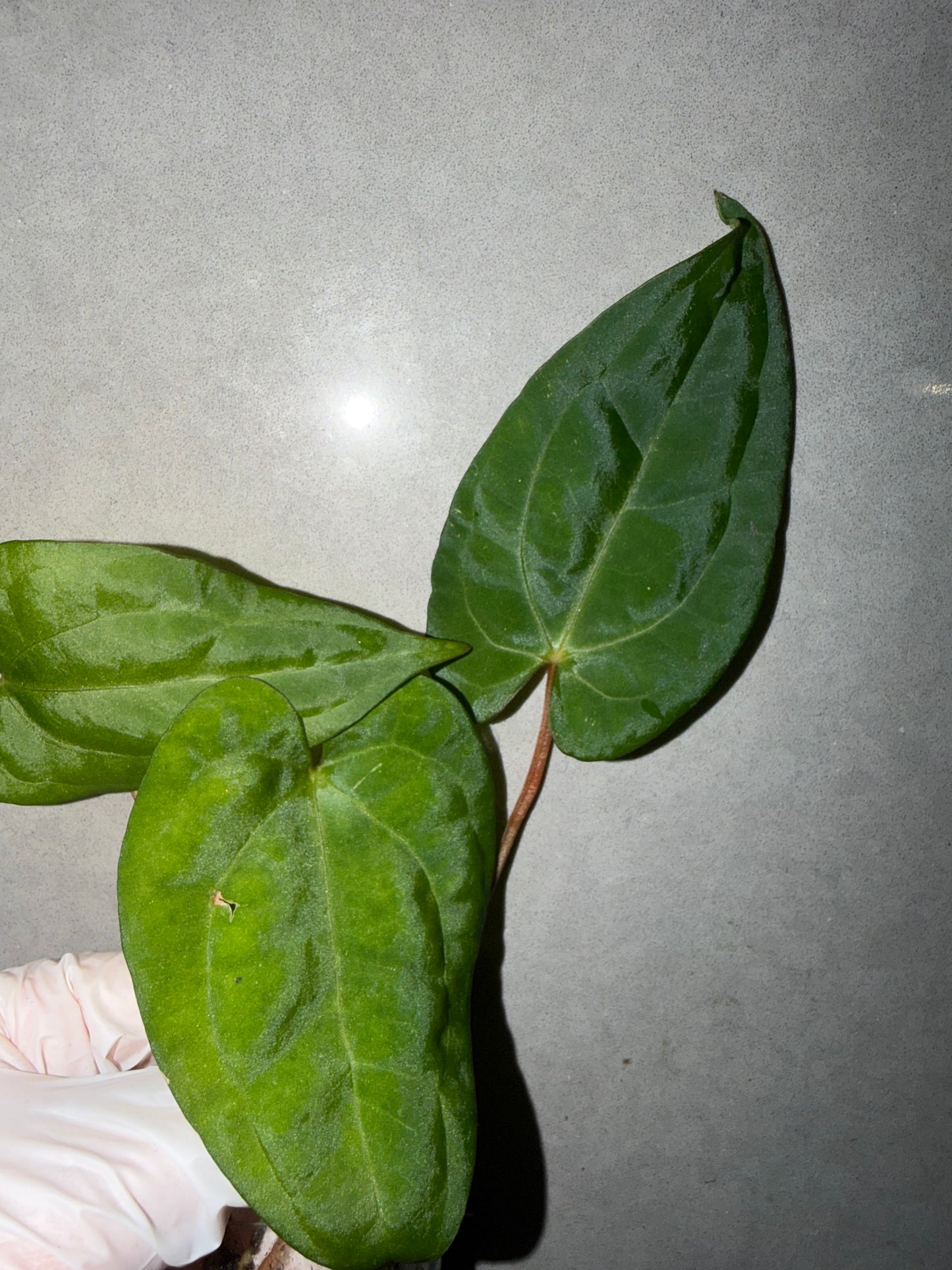 🌿Anthurium Aos* Papi