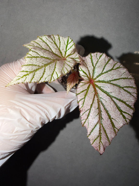 🌸Begonia ‘Ashura’