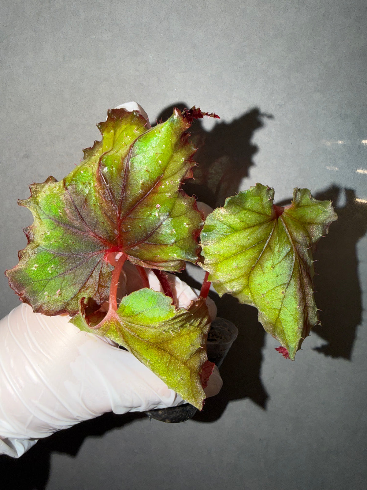 🌿Begonia DS-Chocolate Covered Cherry