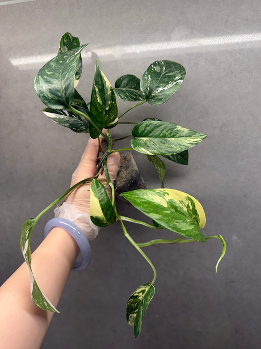 Epipremnum pinnatum 'Albo-variegata'