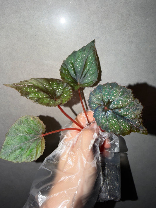 🌃 Begonia 'Blue Danube'