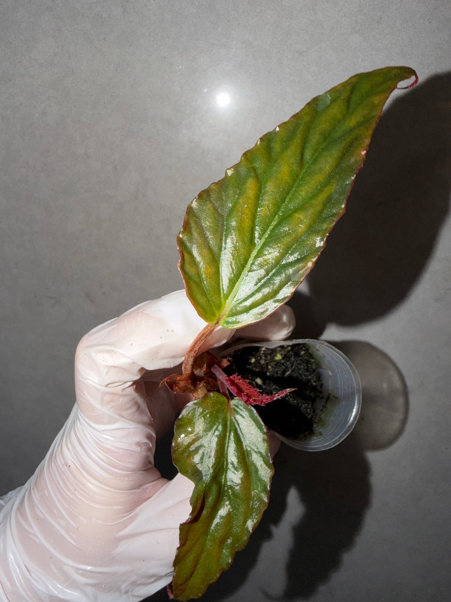 🌿Begonia hatacoa var. rubrifolia（U639）