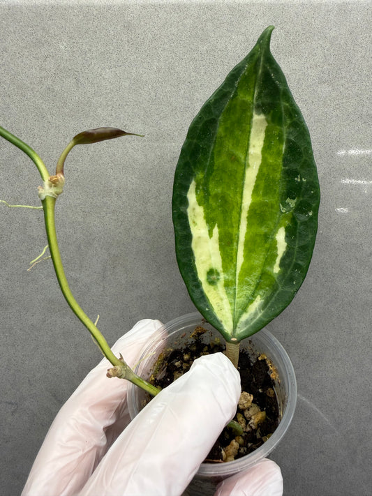 Hoya Macrophylla Inner Var
